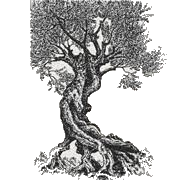 Ölbaum Verlag