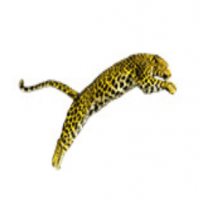 Film Festival Locarno