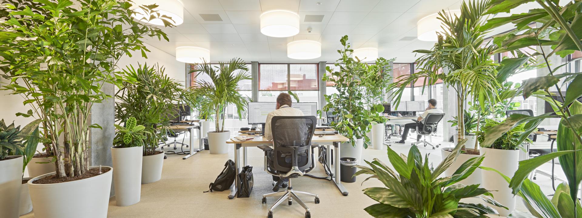company-head