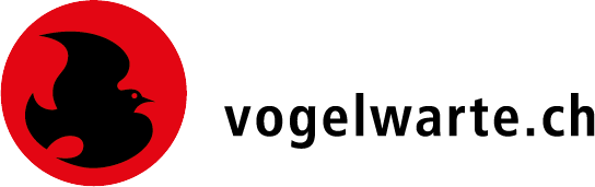 company-head